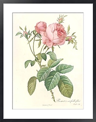 Постер Редюти Пьер Rosa Centifolia Foliacea