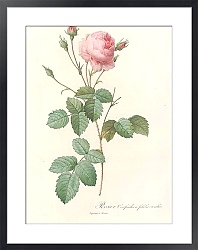 Постер Редюти Пьер Rosa Centifolia Crenata