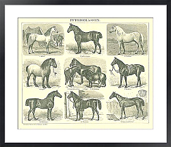 Постер Породы лошадей 1