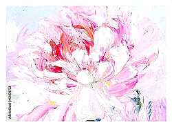 Постер Розовый крупный цветок пиона