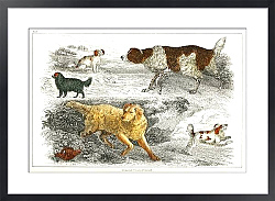 Постер Коллекция различных собак и кокеров