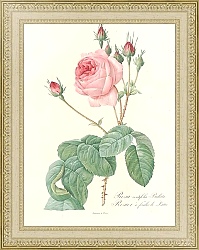 Постер Редюти Пьер Rosa Centifolia Bullata