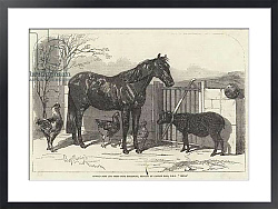 Постер Russian Pony and Sheep from Bomarsund, brought by Captain Hall, HMS 