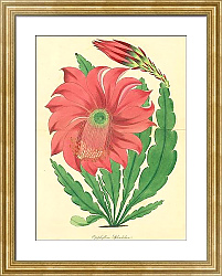 Постер Epiphyllum Splendidum