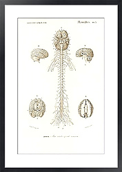 Постер Человеческий мозг