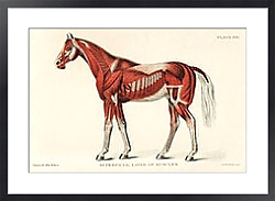 Постер Медицинская иллюстрация мышечной системы лошади (1904)
