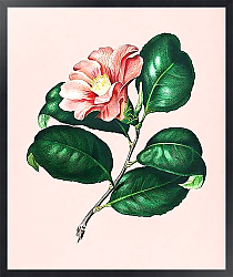 Постер Камелия японская на розовом фоне