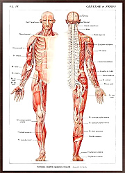 Постер Античная иллюстрация нервной системы человека, выполненная Гальтье-Буассером и Эмилем (1912)
