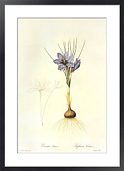 Постер Crocus sativus L