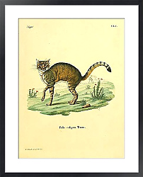 Постер Дикая кошка Felis caligata