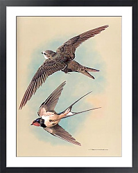 Постер The Swift And Swallow