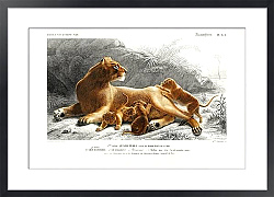 Постер Львица со львятами