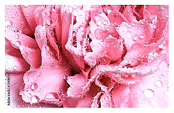 Постер Розовая гвоздика в каплях росы
