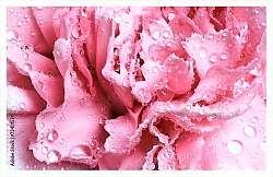 Постер Розовая гвоздика в каплях росы
