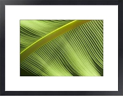 Постер зеленые волны пальмового листа
