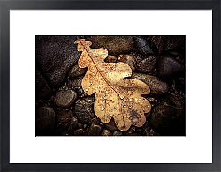Постер Осенний дубовый лист на камнях