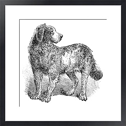Постер Newfoundland or Canis lupus familiaris vintage engraving