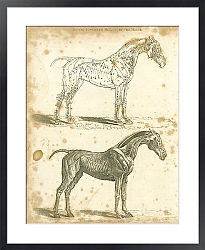 Постер Мускулы и мышцы лошади