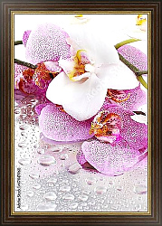 Постер Орхидеи и капли