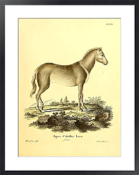 Постер Домашняя лошадь Equus Caballus