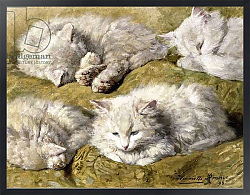 Постер Роннер-Нип Генриетта Studies of a Long-haired White Cat, 1896