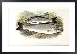 Постер Black-finned trout