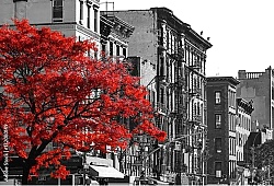 Постер Красное дерево на черно-белой улице Нью-Йорка