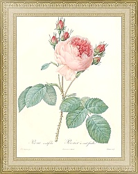 Постер Редюти Пьер Rosa Centifolia