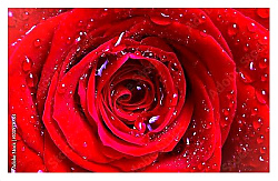 Постер Капли на красной розе №3