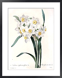 Постер Нарцисс с множеством цветков