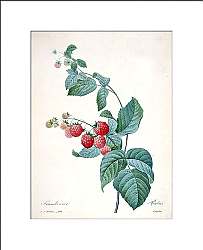 Постер Ветка малины с ягодами