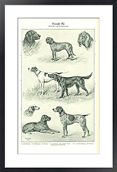 Постер Собаки IV