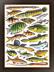Постер Школа: Английская 20в. Freshwater fishes of the Empire - India