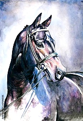Постер Черный конь, акварель