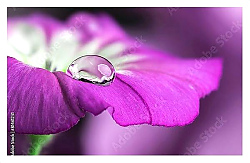 Постер Фиолетовый цветок с каплей