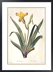 Постер Iris variegata L