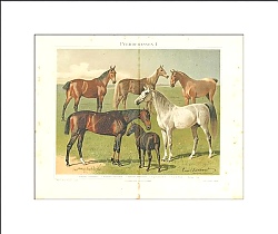 Постер Horse Breeds I. English, Arabic, Norfolk, Hungarian, Shetland