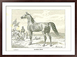 Постер Арабская лошадь