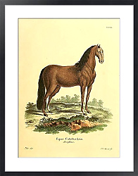 Постер Лошадь домашняя