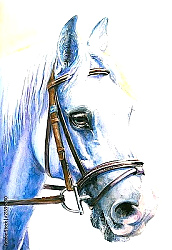 Постер Серая лошадь