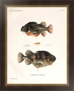 Постер в раме Cyclopterus lumpus