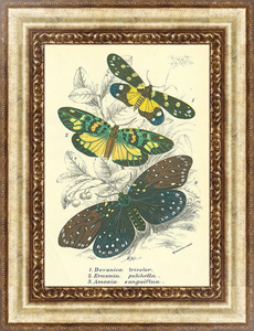 Постер-гравюра Devanica tricolor, Erasmia pulchella, Amesia sanguiflua