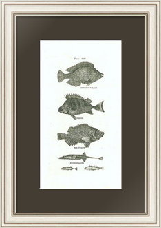 Постер-гравюра Gibbous Wrass, Perch, Sea Perch, Sticklebacks