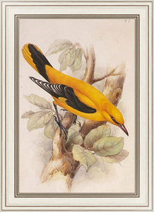 Постер-гравюра Golden Oriole (male)
