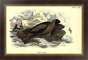 Постер BRITISH MAMMAL 1896 HARP SEAL