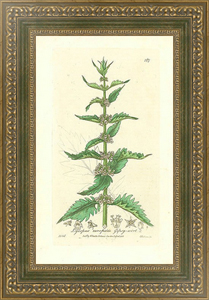 Постер в раме Lycopus europaeus. Gipsy-wort