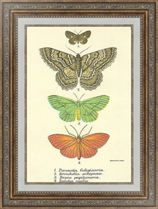 Постер Parascotia fuliginaria, Bronchelia scolopacea, Terpne papilionaria, Eumelea rosalia