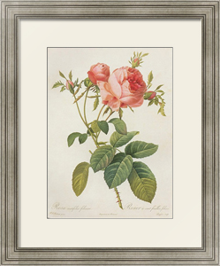 Постер-гравюра Rosa Centifolia
