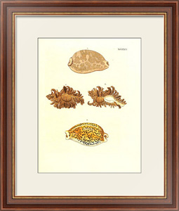 Постер-гравюра Морские раковины 026