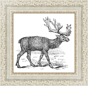 Постер-гравюра Reindeer or Rangifer tarandus vintage engraving